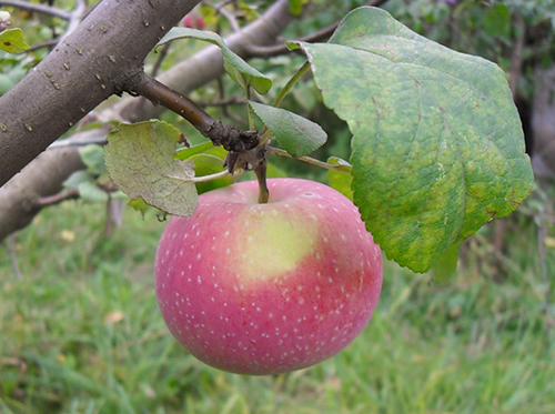 Сорт ябълка Есенна радост