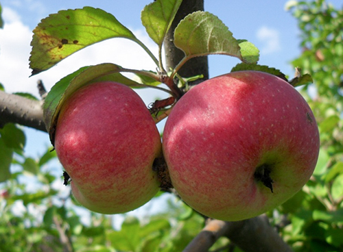 Сорт ябълка Есенна радост