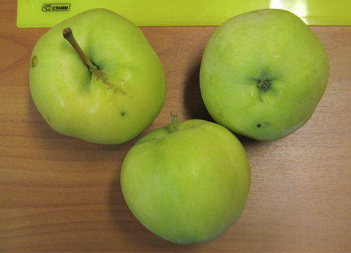 Odmiana jabłka Papiroyantarnoe