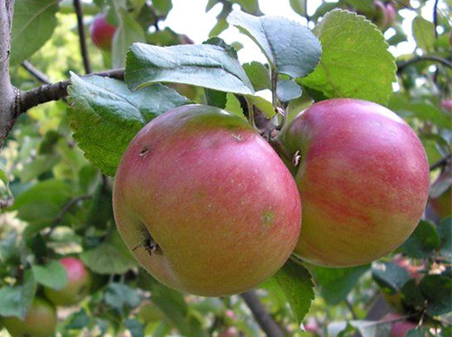 Odmiana jabłkowa Land