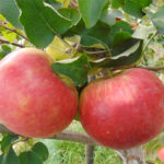 זן תפוחים Rozhdestvenskoe