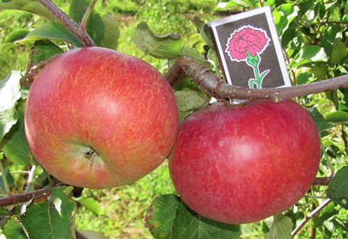 זן תפוחים Rozhdestvenskoe