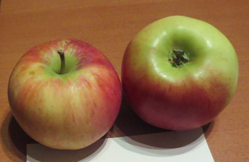 Odmiana jabłek Auxis