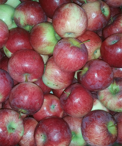Odmiana jabłek Auxis