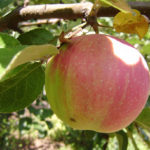 Сорт ябълка Lingonberry
