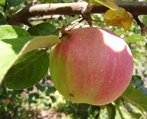 Variedad de manzana Arándano rojo