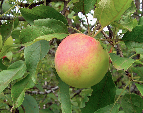 Variedad de manzana Arándano rojo