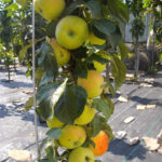 Сорт ябълка Medoc (колонна ябълка)