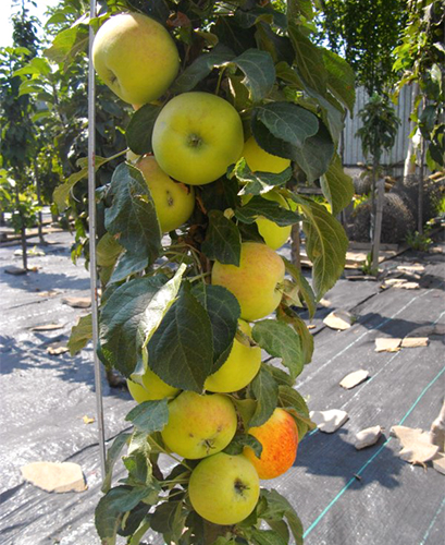 Odmiana jabłkowa Medoc