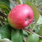 Odmiana jabłek Pervouralskaya