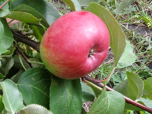 Apple variety Pervouralskaya