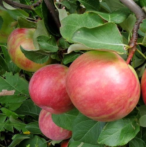 Odmiana jabłek Pervouralskaya