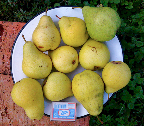 Pear variety Chizhovskaya
