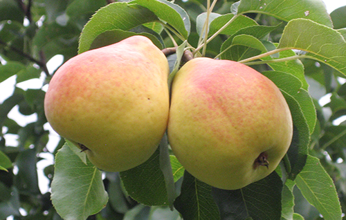 Pear variety Lada