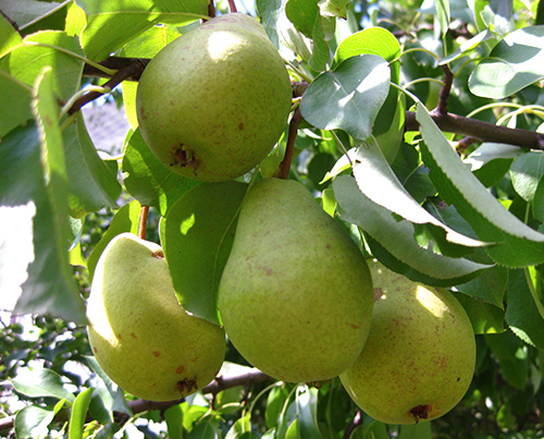 Pear variety Lada