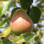 Marmo di varietà di pera