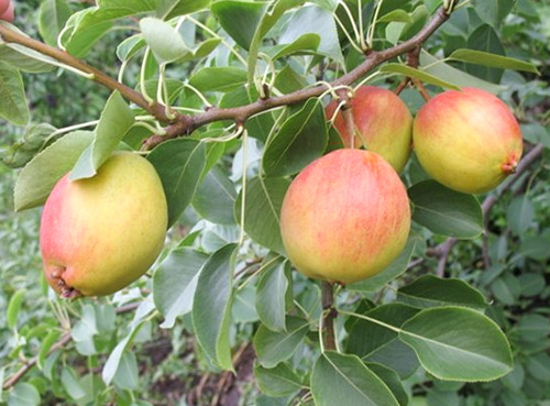 Pear variety Krasulia