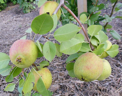Pear variety Krasulia