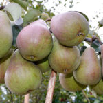 Pear variety Bryansk beauty