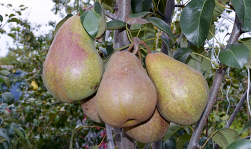 Pear variety Bryansk beauty