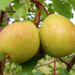 Pear variety Svarog