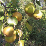 Tema de variedad de pera