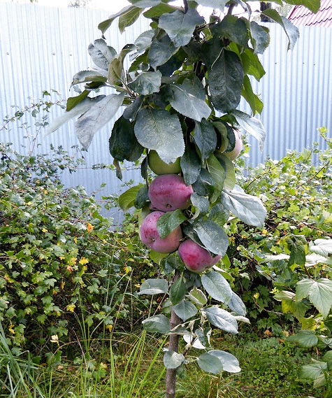 Odmiana jabłkowa Ostankino (kolumnowa)