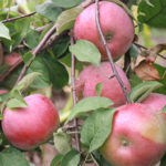 Odmiana jabłkowa białoruska słodka