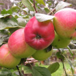 Apple variety Venyaminovskoe