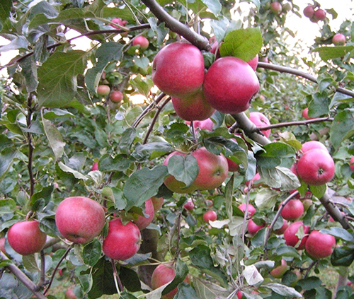 Odmiana jabłek Venyaminovskoe