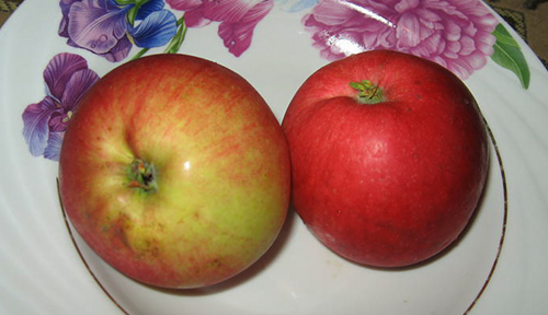 Odmiana jabłek Venyaminovskoe