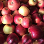 Apple variety Berkutovskoe