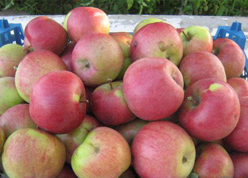 Odmiana jabłek Berkutovskoe