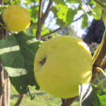 التفاح متنوعة كيتايكا الذهبي في وقت مبكر