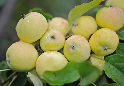 Odmiana jabłka Kitayka złocista wczesna