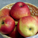 מגוון תפוחים קינמון חדש