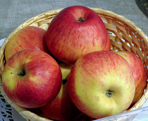 Variedad de manzana Canela nuevo