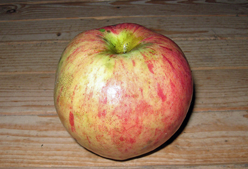 Odmiana jabłkowa Cynamonowa nowość