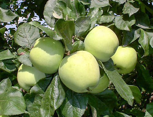 Variedad de manzana Moscú más tarde