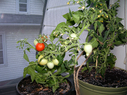Cultivo de tomates en el alféizar de una ventana