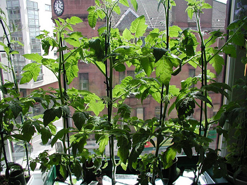 Cultivo de tomates en el alféizar de una ventana