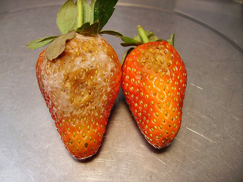 Diseases of garden strawberries. Strawberry disease control