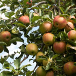 Apple variety Jonagold