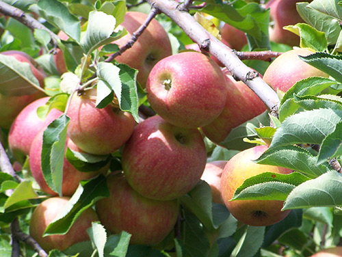 Odmiana jabłek Jonagold