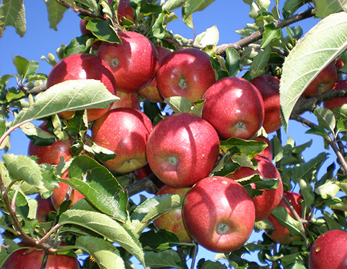 מגוון התפוחים ג'ונאגולד