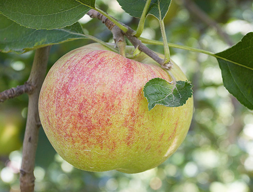 Odmiana jabłek Jonagold
