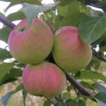 Odmiana jabłkowa Prezent dla ogrodników