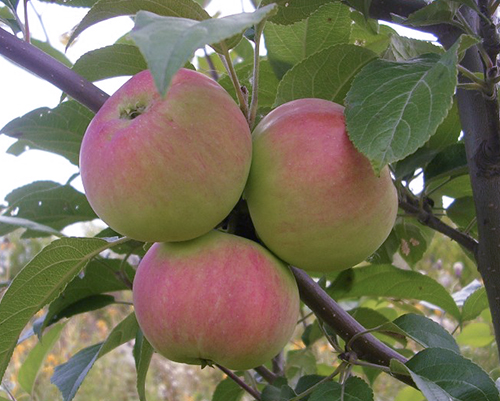 Regalo de variedad de manzana para jardineros