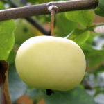 Variedad de manzana de Jung (Blancanieves)