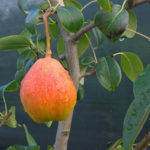 Pear variety Akademicheskaya